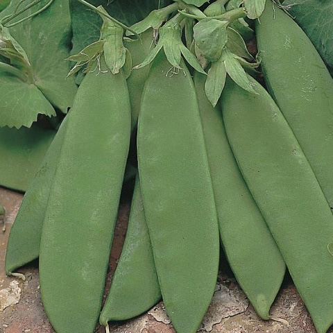 SEMILLA GUISANTE MATA ALTA COMETODO CAJA