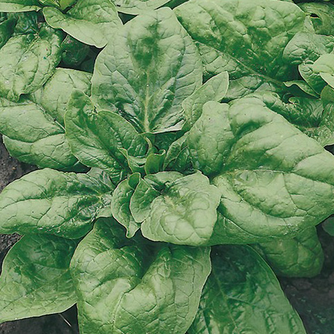 SEMILLA ESPINACA VIROFLAY CAJA