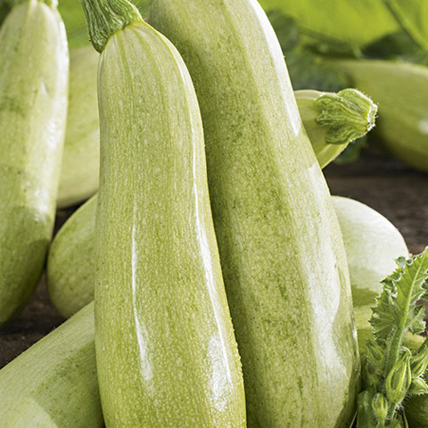 SEMILLA CALABACIN BLANCO DI TRIESTE BOLSA