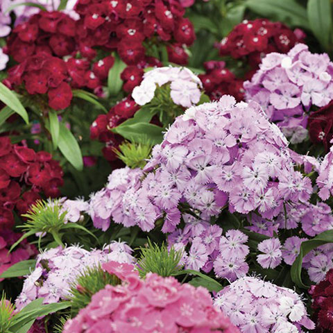 SEMILLA CLAVEL DEL POETA BOLSA