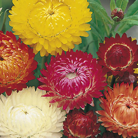 SEMILLA INMORTAL FLOR DE PAPEL BOLSA