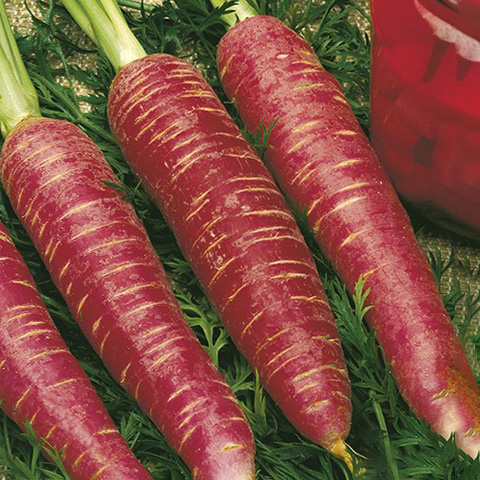 SEMILLA ZANAHORIA ROJA DE VINAGRE BOLSA