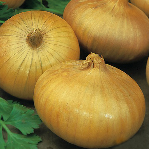 SEMILLA CEBOLLA BOLSA