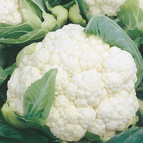 SEMILLA COLIFLOR BOLSA