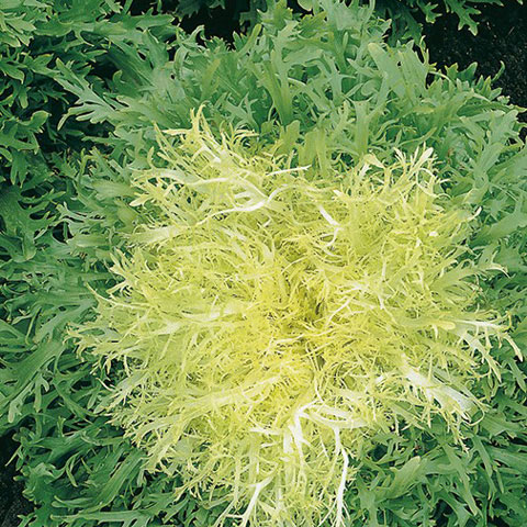 SEMILLA ESCAROLA RIZADA BOLSA