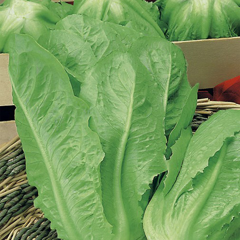 SEMILLA LECHUGA BOLSA