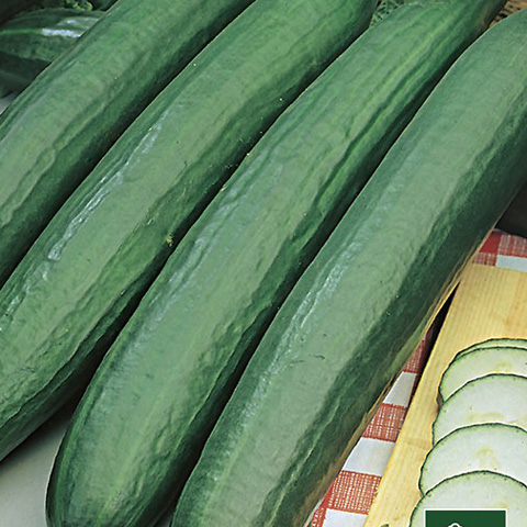 SEMILLA PEPINO BOLSA