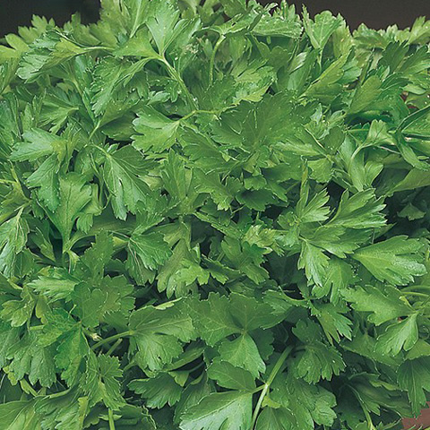 SEMILLA PEREJIL BOLSA