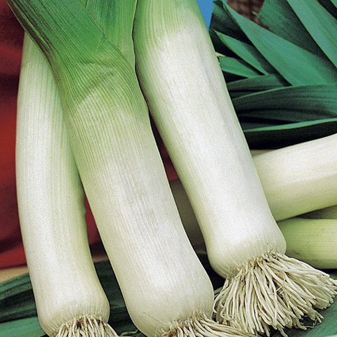 SEMILLA PUERRO CARENTAN BOLSA