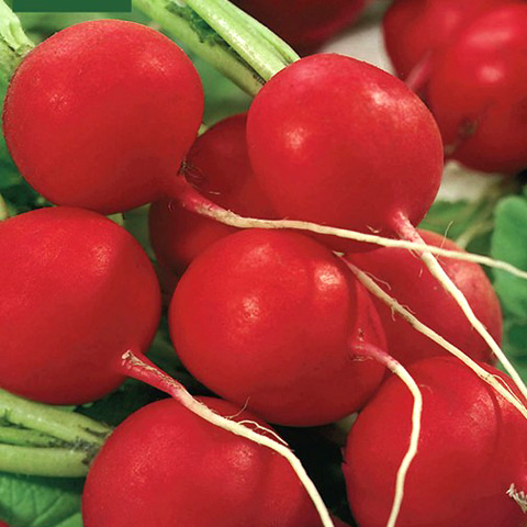 SEMILLA RABANO BOLSA