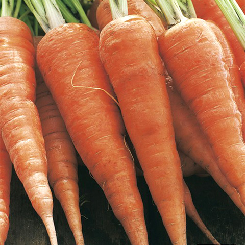 SEMILLA ZANAHORIA BOLSA