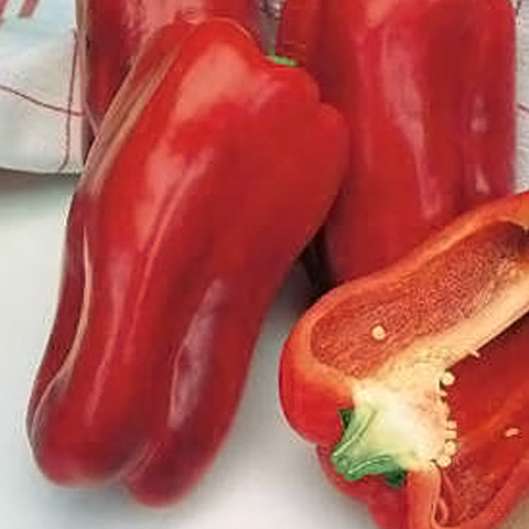 SEMILLA PIMIENTO 4 CASCOS INFANTES BOLSA