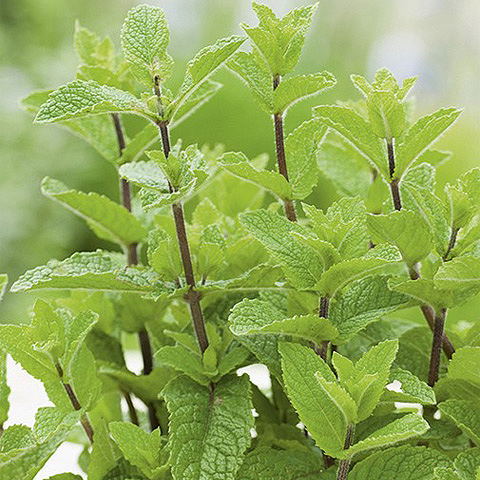 SEMILLA HIERBABUENA BOLSA