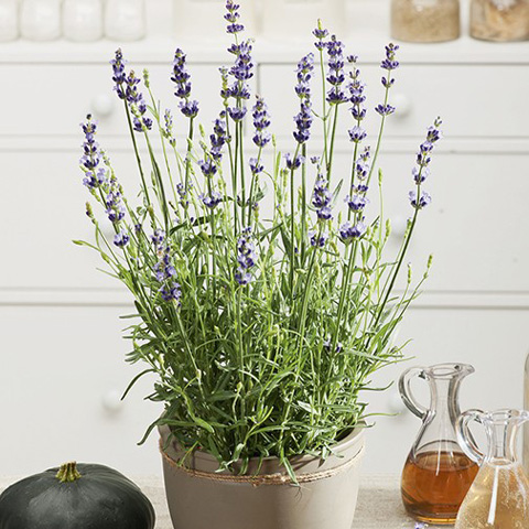 SEMILLA LAVANDA BOLSA