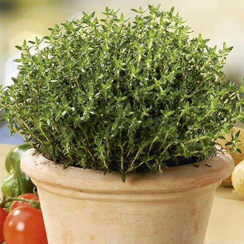 SEMILLA TOMILLO BOLSA