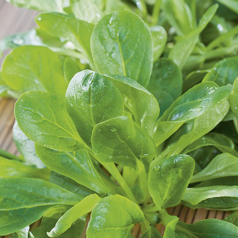 SEMILLA VALERIANA-CANONIGOS BOLSA