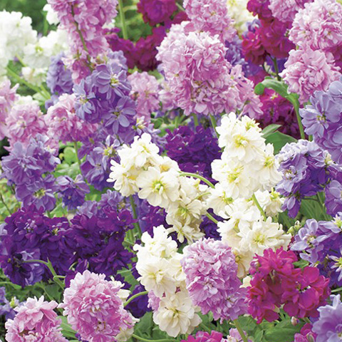 SEMILLA ALHELI CUARENTENO BOLSA