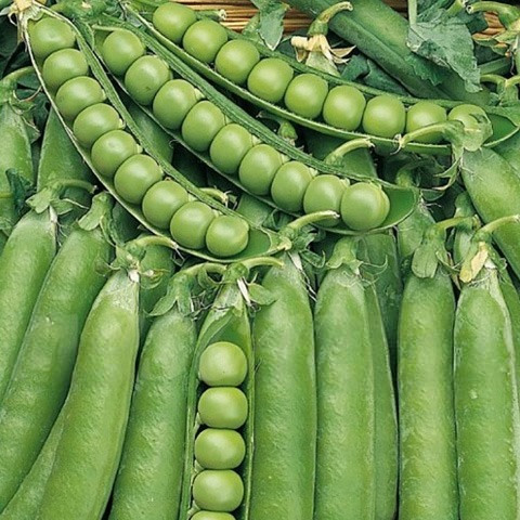 SEMILLA GUISANTE LINCOLN CAJA