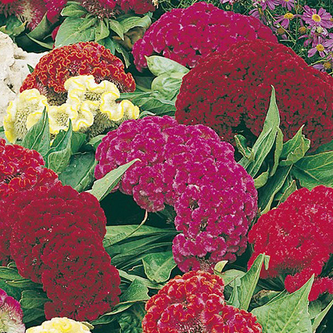 SEMILLA AMARANTO CRESTA DE GALLO BOLSA