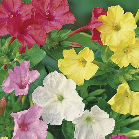 SEMILLA DON DIEGO DE NOCHE BOLSA