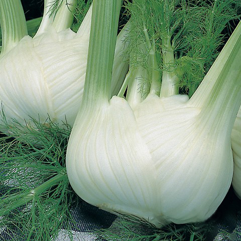 SEMILLA HINOJO DE FLORENCIA BOLSA