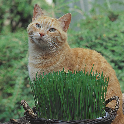 SEMILLA HIERBA PARA GATOS BOLSA