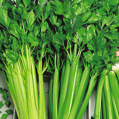 SEMILLA APIO LLENO VERDE PASCAL BOLSA