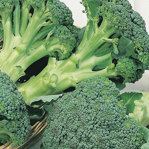 SEMILLA BROCOLI BOLSA