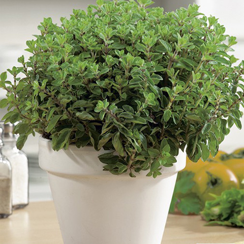 SEMILLA OREGANO BOLSA