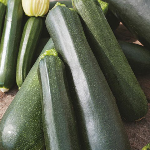 SEMILLA CALABACIN VERDE BOLSA